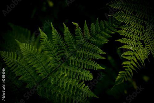 Green fern leaves with a dark background