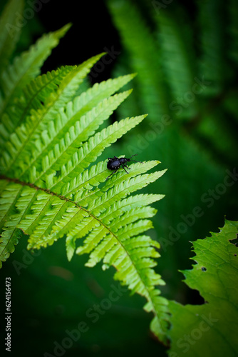beetle sitting on fern leaves in the forest, fern leave with dark background, green leaves in forest photo