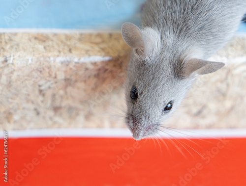 Close-up of the muzzle of a small gray house mouse and a red stripe. Fancy mouse