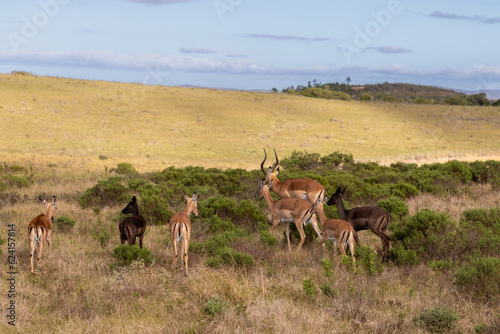 Seven Impala in a landscape in South Africa. Two of them are rare black Impala