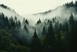 Misty landscape with fir forest, Foggy trees in morning light.