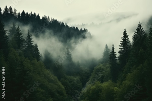 Misty landscape with fir forest, Foggy trees in morning light.