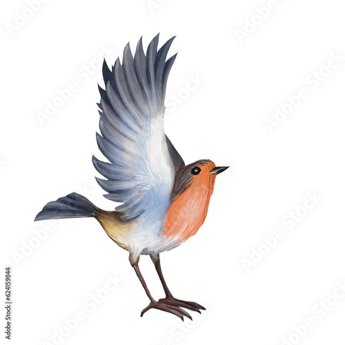 Watercolor Robin bird with spread wings in flight