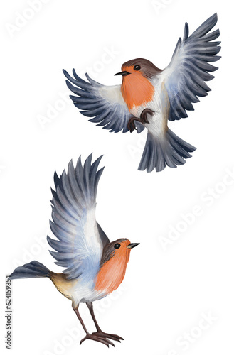 Watercolor set. Robin bird with spread wings in flight