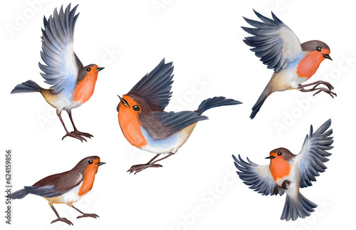 Watercolor set. Robin bird with spread wings in flight