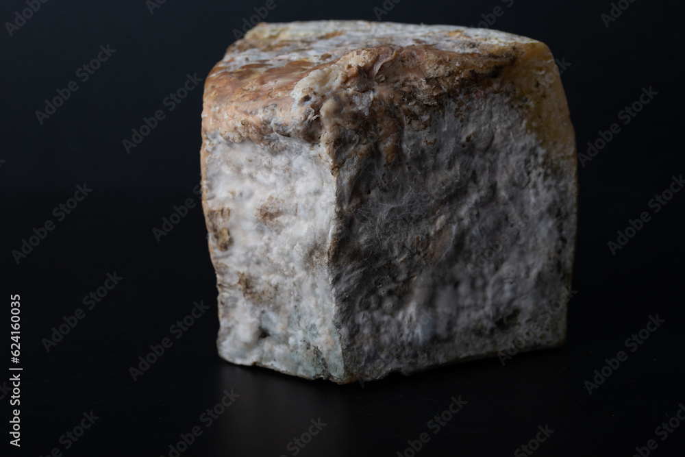 Piece of cheese fermented by bacteria with fungus and mold Piece of cheese fermented by bacteria with fungus and mold