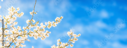 White flowers with blue sky. 