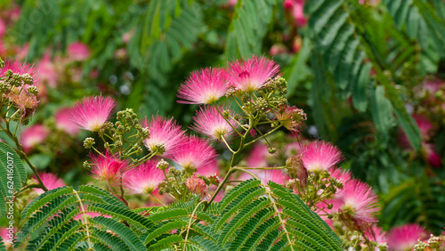 Albizia julibrissin 'Rosea' - Arbre à soie ou Mimosa de Constantinople, arbre à floraison décorative de pompons rosâtre et rouge dans un feuillage à folioles découpées
 photo