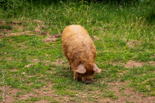 Domestic pig on a farm in Germany.