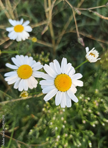 medicinal chamomile close-up on a blurred background. summer meadow flowers