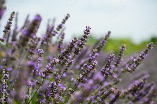 Blooming lavender bushes with honey bees collecting nectar.