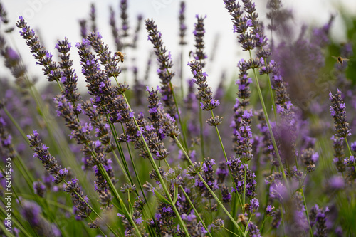 Blooming lavender bushes with honey bees collecting nectar.