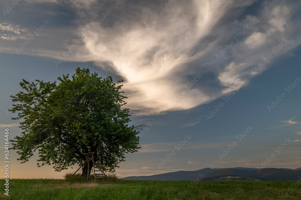 Cherry tree alone on meadow in summer evening near Roprachtice village Cherry tree alone on meadow in summer evening near Roprachtice village
