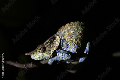Chameleon at night