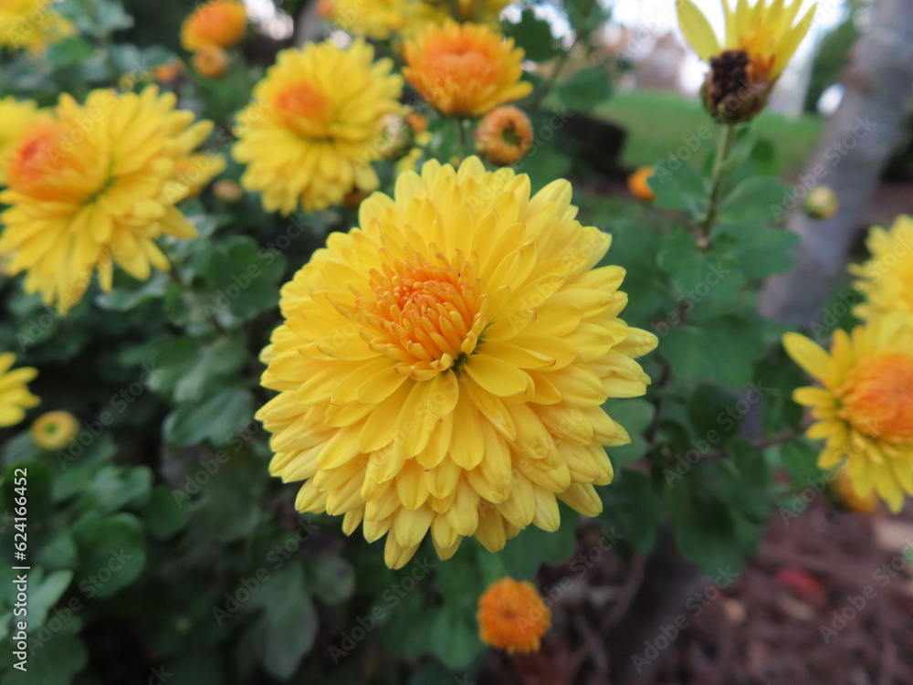 Obraz premium orange chrysanthemum flower