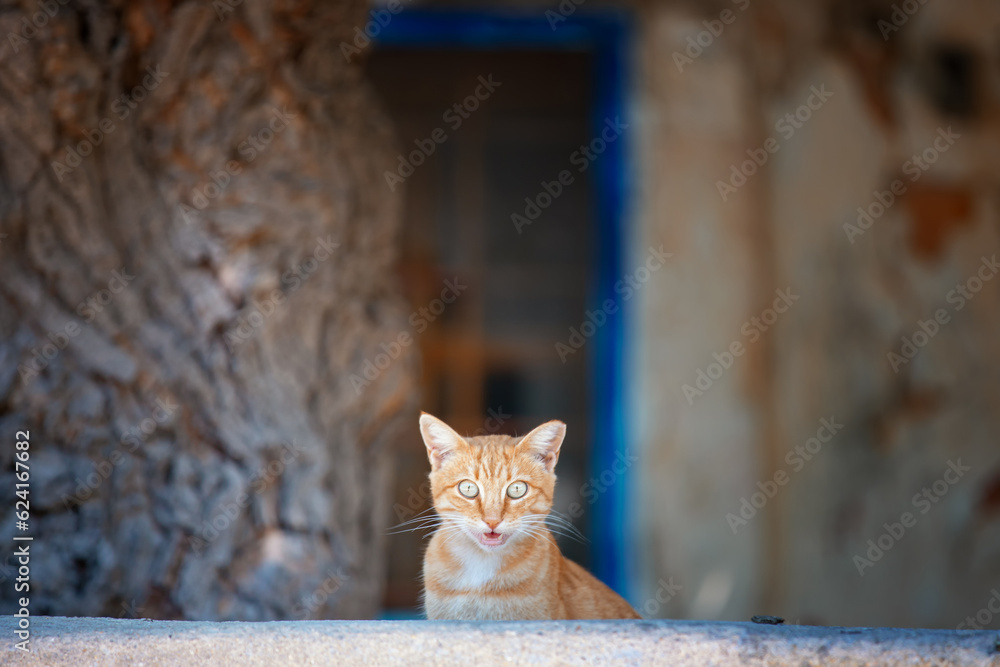 Młody rudy kot na greckiej wyspie Kos - obrazy, fototapety, plakaty 