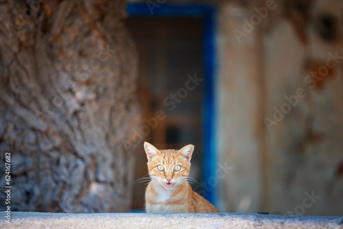 Młody rudy kot na greckiej wyspie Kos #624167682