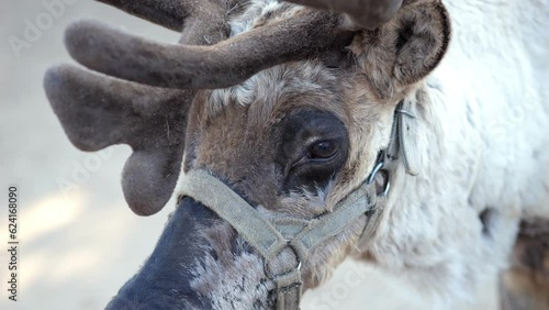 Calm deer with big antlers and halter on muzzle in zoo. Wild animal tracking in zoological garden. Family of artiodactyl mammals concept slow motion