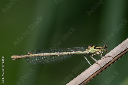 Close-up of a White-legged Damselfly  Platycnemis pennipes  perched on a dry stalk. The background is green. The wings shimmer in the sun.