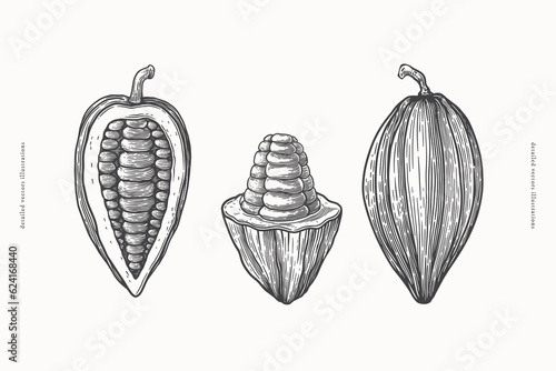 Set of cocoa-bean pods in engraving style. The fruits of exotic plants for making chocolate. Design element for menu, packaging, emblem for cafe, shop. Vector vintage illustration.
