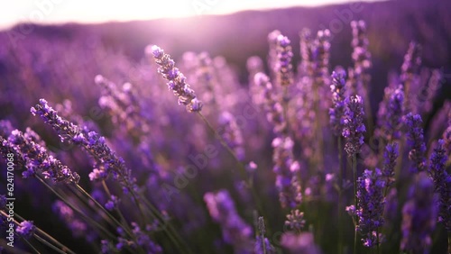 Lavandin field sunrise. Sunset illuminates the blooming fields of lavender. Slow motion, dof, close up. Picturesque view of the endless aromatic fields of lavender.