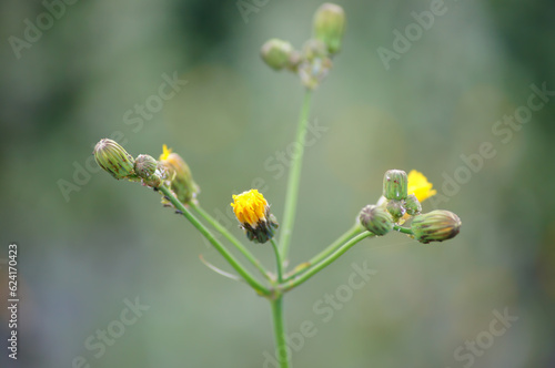 Canvas Print Wild letuce ( Lactuca virosa). Very interesting plant close-up.