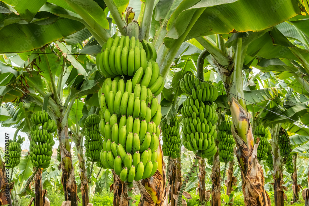 Green tropical banana fruits close-up on banana plantation