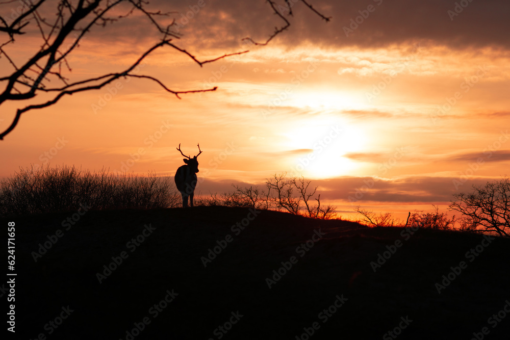 fallow deer in sunset