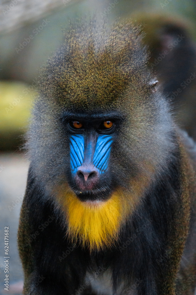 Obraz premium blue baboon 