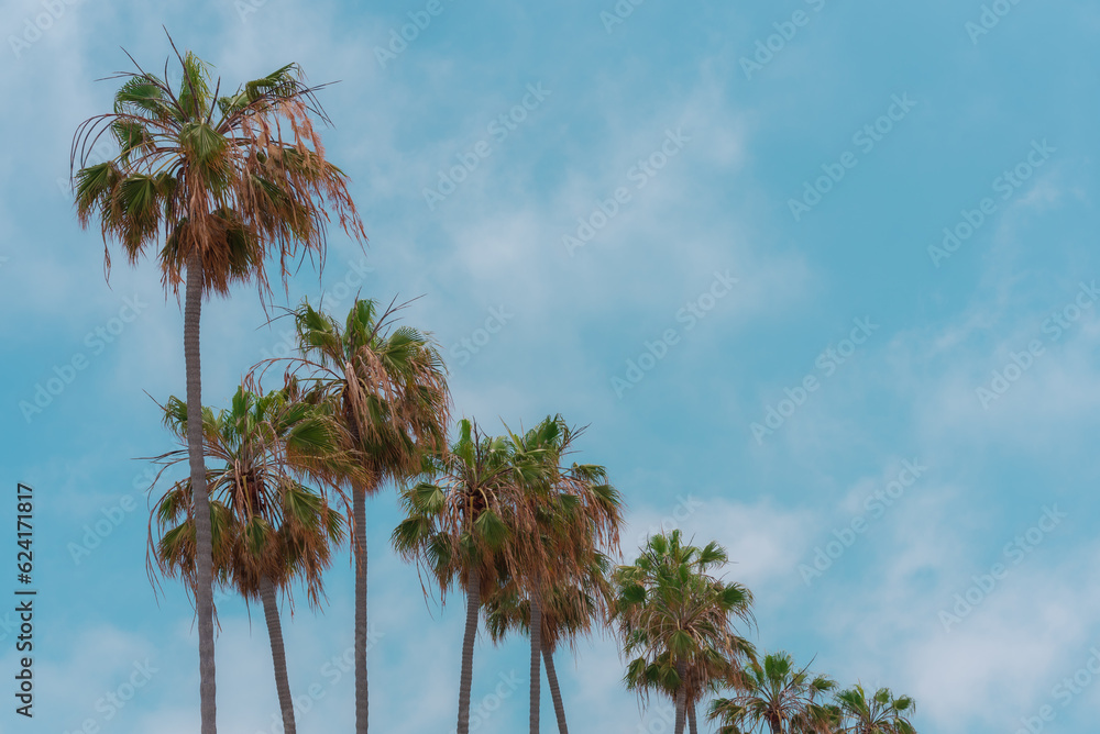 palm trees against blue sky