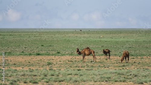 Family of camels walking and eating grass in blooming Kazakh steppe, warm sunny morning