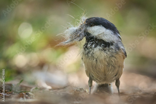 Black-Capped Chickadee Gathering Nesting Materials in June, Sherwood Park, AB, Canada photo