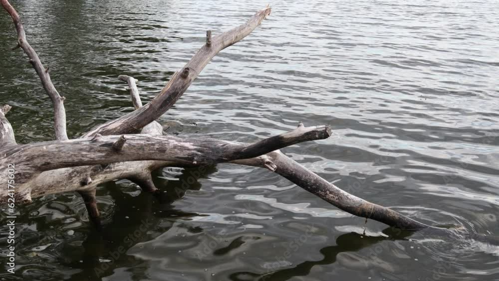 Old trunk in the water. Mälaren lake. Stockholm, Sweden. Old trunk in the water. Mälaren lake. Stockholm, Sweden.