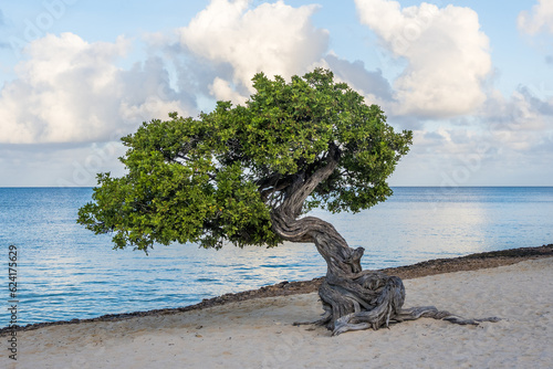 Fofoti Tree - the famous landmark of Aruba Eagle Beach in the morning sunlight © oldmn