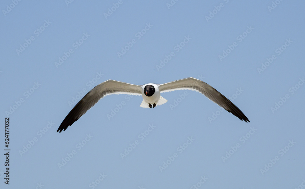 Laughing Gulls flying at Corpus Christi, Texas Laughing Gulls flying at Corpus Christi, Texas