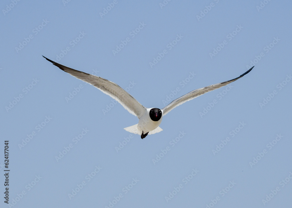Laughing Gulls flying at Corpus Christi, Texas Laughing Gulls flying at Corpus Christi, Texas