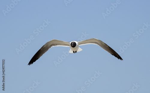 Laughing Gulls flying at Corpus Christi  Texas