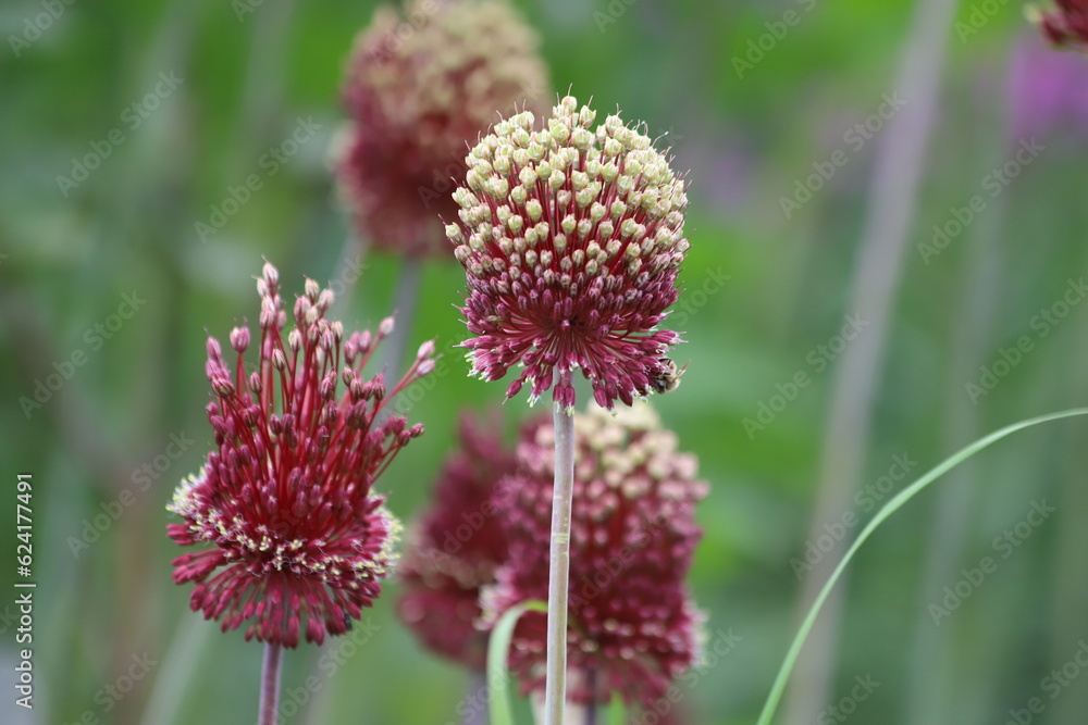 Allium sphaerocephalon. Blooming purple Round-headed leek or allium onion. Allium sphaerocephalon. Blooming purple Round-headed leek or allium onion.