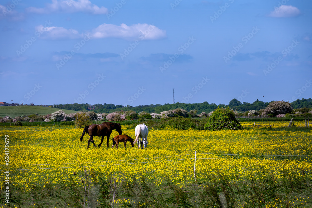 Walking around Rodmell in spring, East Sussex, England, horses in a field full of buttercups Walking around Rodmell in spring, East Sussex, England, horses in a field full of buttercups