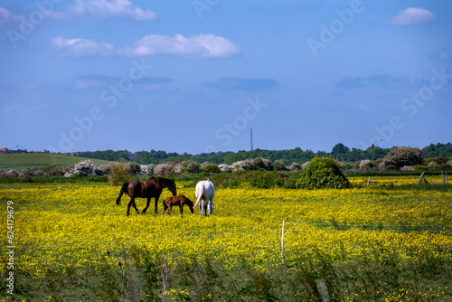 Walking around Rodmell in spring, East Sussex, England, horses in a field full of buttercups © veronique