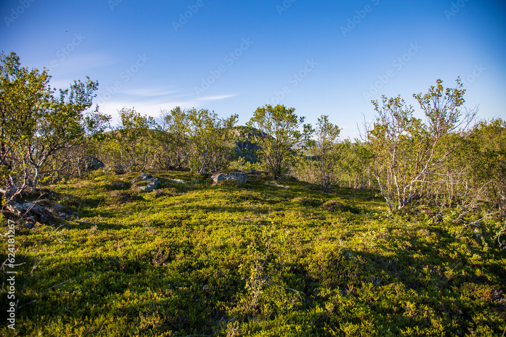 landscape with trees