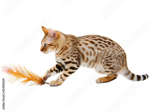 Playful Ocicat Swatting at a Feather Toy - Transparent Background
