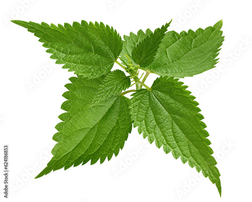 Nettle isolated on white background, full depth of field