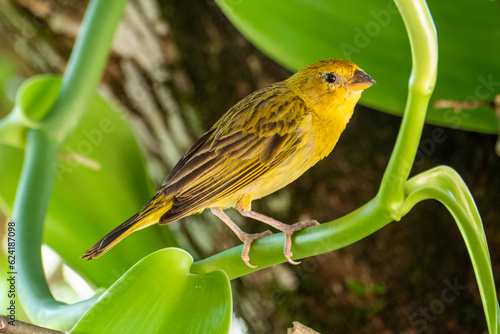 Atlantic Canary, a small Brazilian wild bird. The yellow canary Crithagra flaviventris is a small passerine bird in the finch family.