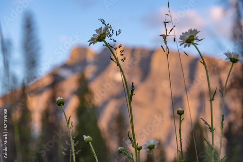 Summertime daisy flowers seen with sunset sky and mountain of Mount Rundle in blurred distance. Taken in Banff National Park.  photo
