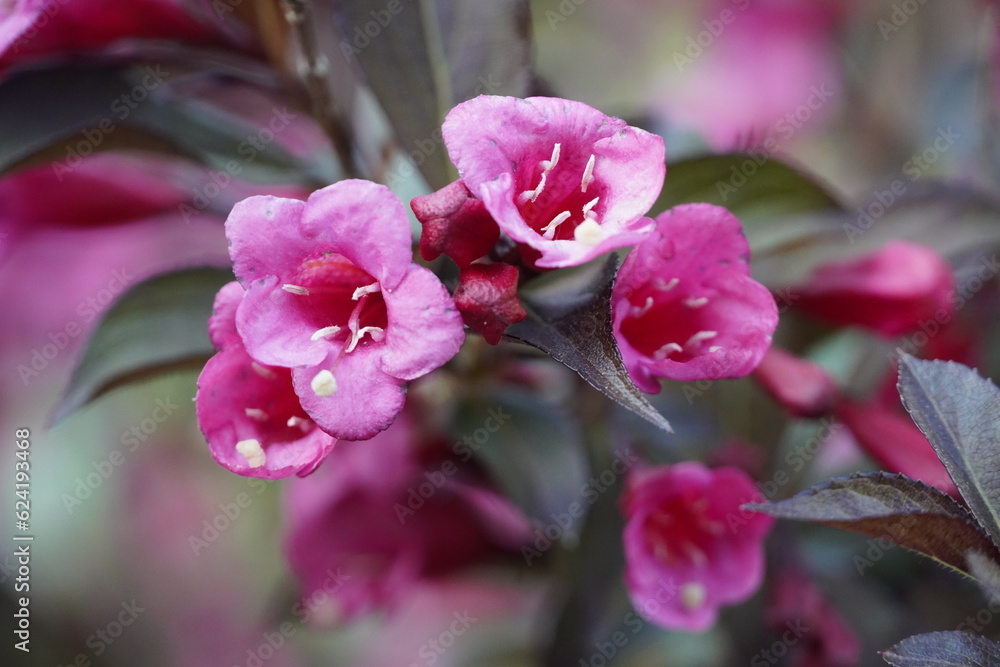 Fototapeta premium flowers in spring garden and road