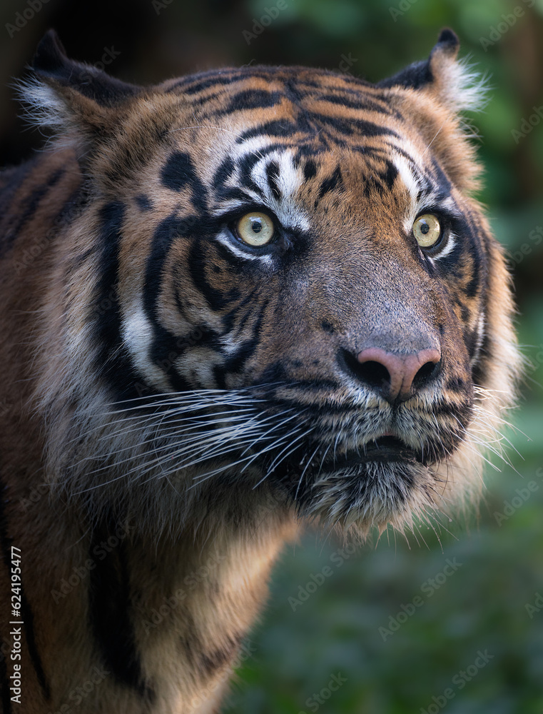 Fototapeta premium portrait of a tiger