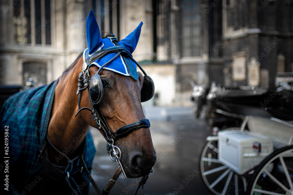 Beautiful brown horse stallion mare portrait with blue ear bonnet on city center of Vienna background