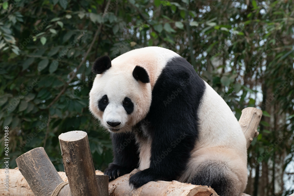 Close up Giant Female Panda,Ai Bao , South Korea