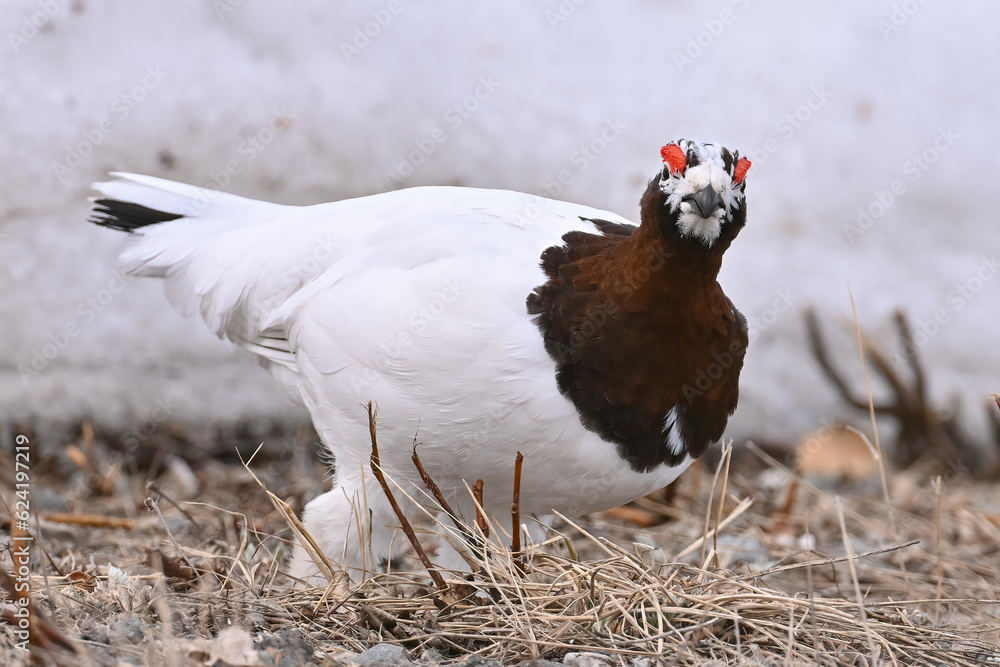 A Willow Ptarmigan (Lagopus lagopus) transitioning from winter to spring camouflage for the mating season in Alaska. A Willow Ptarmigan (Lagopus lagopus) transitioning from winter to spring camouflage for the mating season in Alaska.